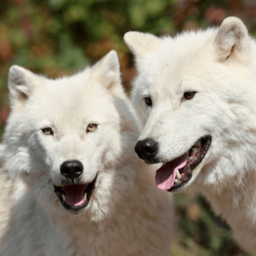 Two Wolfes
