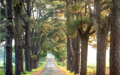 Love vs. Codependency: How to Heal When Love Hurts